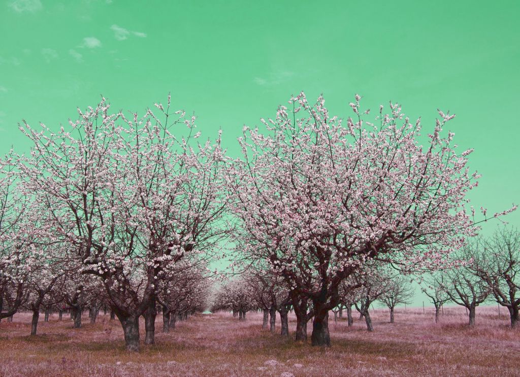 夢の中の桜
