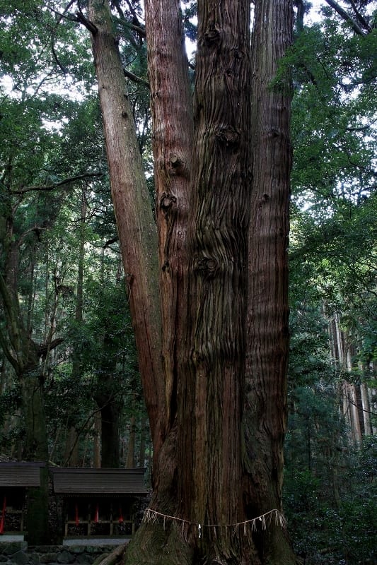 樹齢800年の杉を触ると暖かい気持ちになる