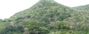 骸骨山